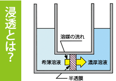 浸透とは？