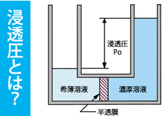 浸透圧とは？